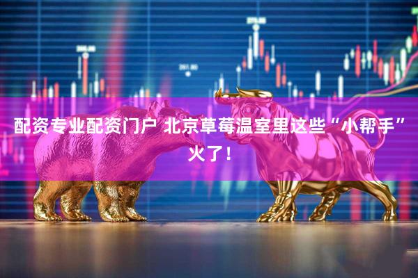 配资专业配资门户 北京草莓温室里这些“小帮手”火了！